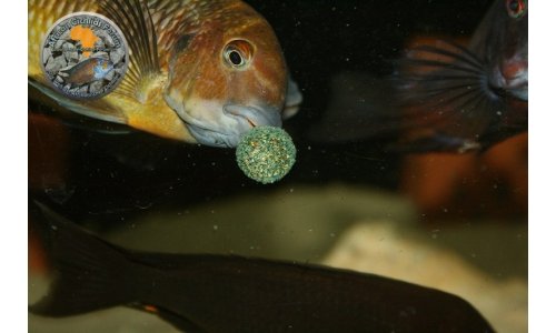 Petrochromis Tropheus Becken